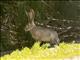 Black-tailed Jackrabbit (Lepus californicus)