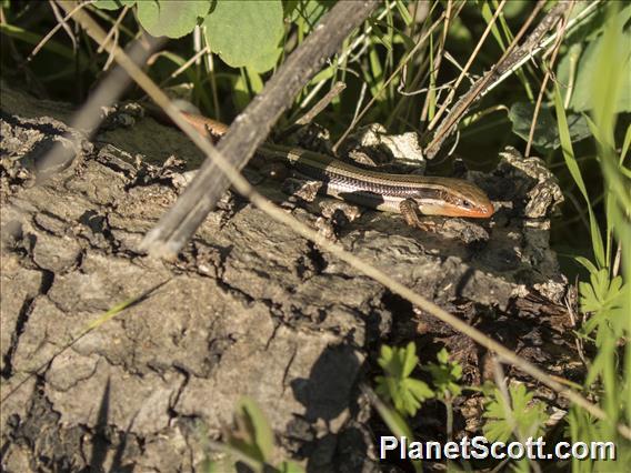 Western Skink (Plestiodon skiltonianus)