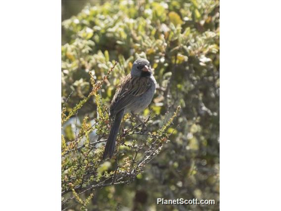 Black-chinned Sparrow (Spizella atrogularis)