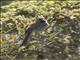 Black-chinned Sparrow (Spizella atrogularis)