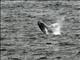 Humpback Whale (Megaptera novaeangliae)