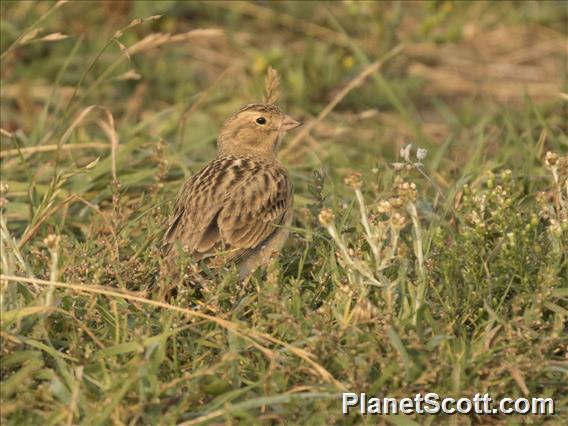 McCown's Longspur (Rhynchophanes mccownii)