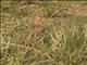 McCowns Longspur (Rhynchophanes mccownii)