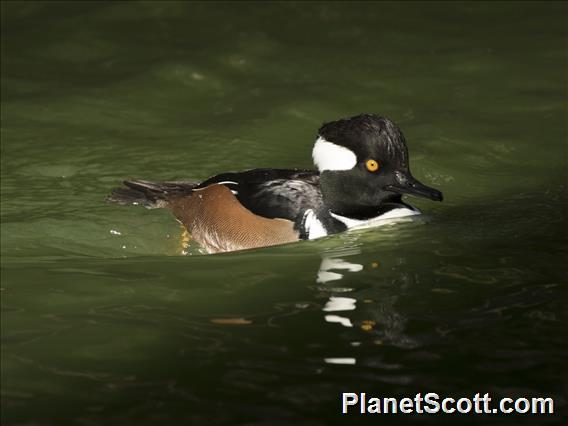 Hooded Merganser (Lophodytes cucullatus)