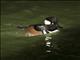 Hooded Merganser (Lophodytes cucullatus)