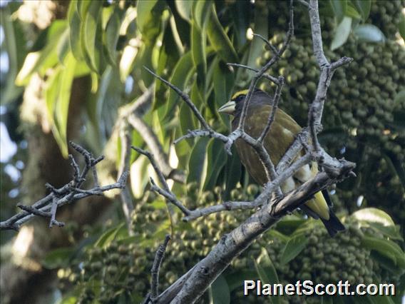 Evening Grosbeak (Coccothraustes vespertinus)