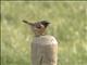 European Stonechat (Saxicola rubicola)