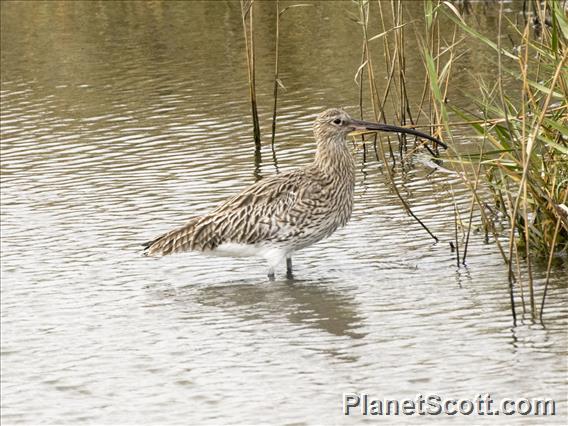 Eurasian Curlew (Numenius arquata)