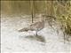 Eurasian Curlew (Numenius arquata)