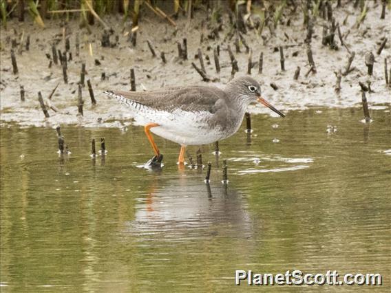 Common Redshank (Tringa totanus)