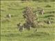 European Golden-Plover (Pluvialis apricaria)