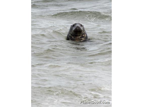 Gray Seal (Halichoerus grypus)