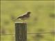 Eurasian Skylark (Alauda arvensis)