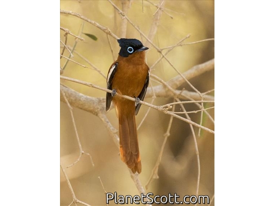Malagasy Paradise-Flycatcher (Terpsiphone mutata)