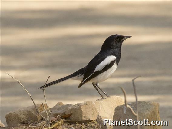 Madagascar Magpie-Robin (Copsychus albospecularis)