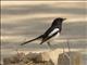 Madagascar Magpie-Robin (Copsychus albospecularis) - Male