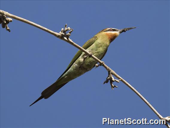 Madagascar Bee-eater (Merops superciliosus)