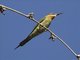Olive Bee-eater (Merops superciliosus)