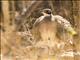 Olive-capped Coua (Coua olivaceiceps) 