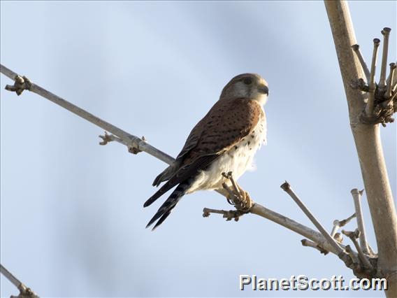 Madagascar Kestrel (Falco newtoni)