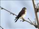 Madagascar Kestrel (Falco newtoni)