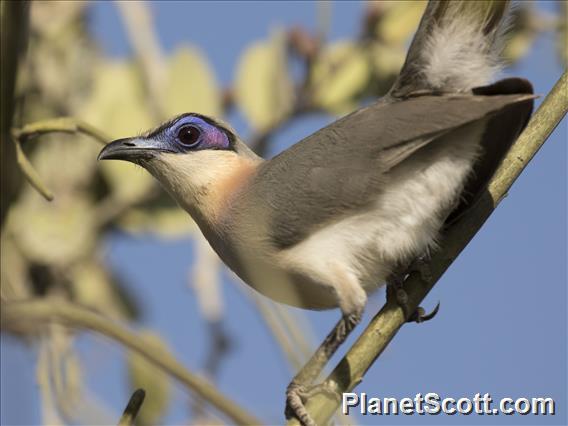 Running Coua (Coua cursor)