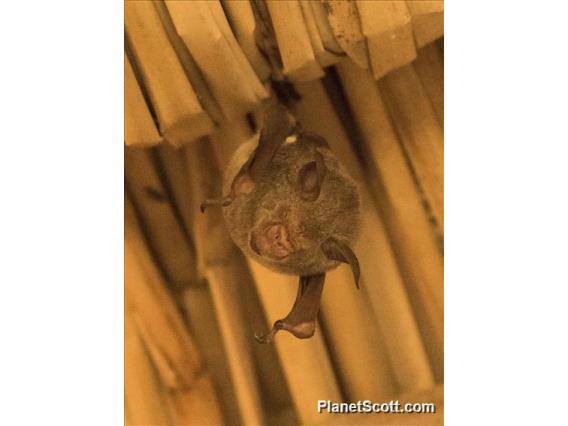 Commerson's Leaf-nosed Bat (Hipposideros commersonii)