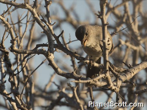 Subdesert Brush-Warbler (Nesillas lantzii)