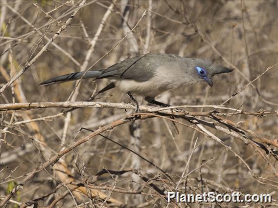 Verreaux's Coua (Coua verreauxi)