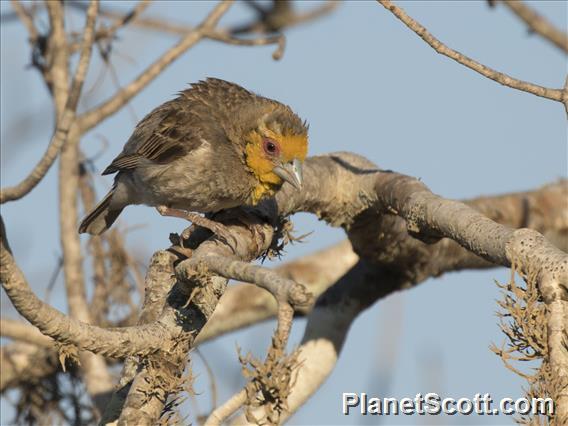 Sakalava Weaver (Ploceus sakalava)