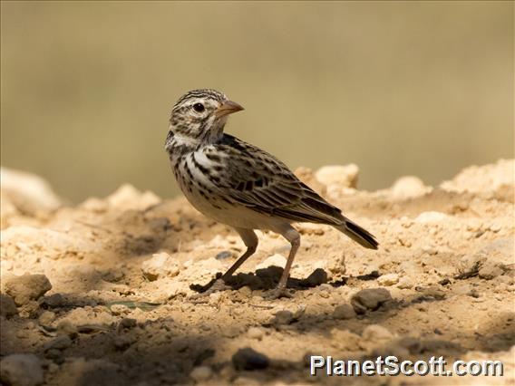 Madagascar Lark (Eremopterix hova)