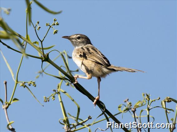 Madagascar Cisticola (Cisticola cherina)