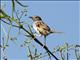 Madagascar Cisticola (Cisticola cherina)