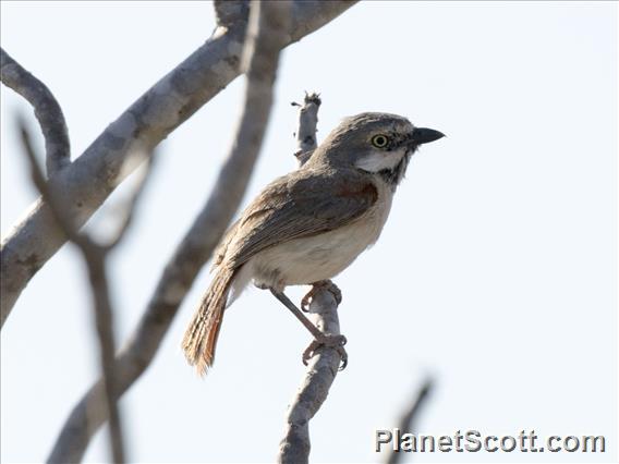 Red-shouldered Vanga (Calicalicus rufocarpalis)