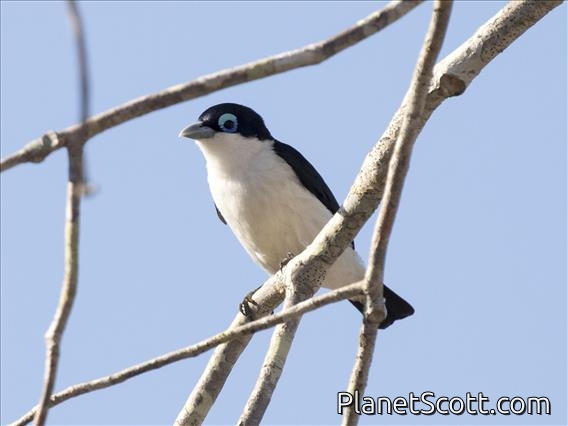 Chabert Vanga (Leptopterus chabert)