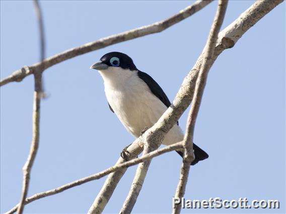 Chabert's Vanga (Leptopterus chabert)