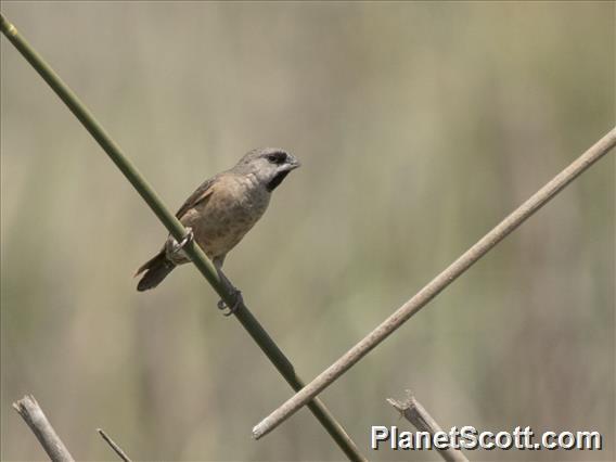 Madagascar Munia (Lepidopygia nana)