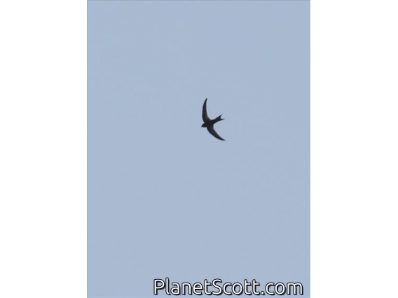 Malagasy Swift (Apus balstoni)