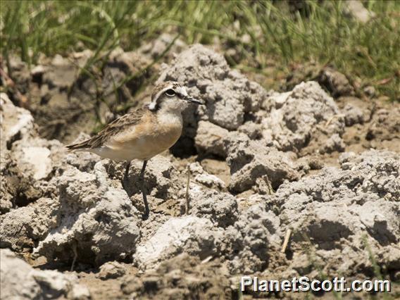 Kittlitz's Plover (Anarhynchus pecuarius)