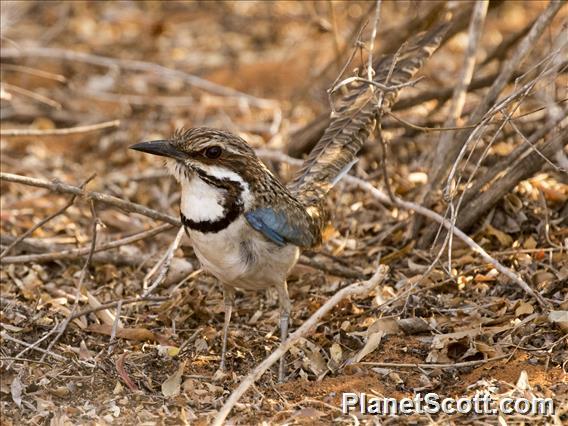 Long-tailed Ground-Roller (Uratelornis chimaera)