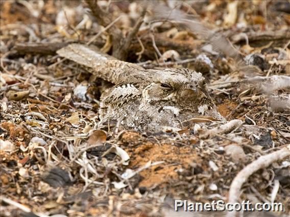 Madagascar Nightjar (Caprimulgus madagascariensis)