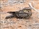 Madagascar Nightjar (Caprimulgus madagascariensis)