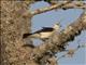 Sickle-billed Vanga (Falculea palliata)