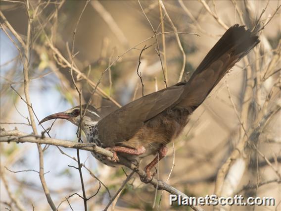 Subdesert Mesite (Monias benschi)