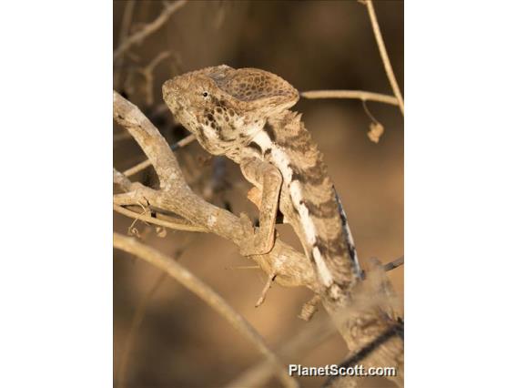 Warty Chameleon (Furcifer verrucosus)