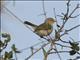 Common Jery (Neomixis tenella)