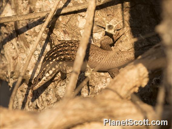 Gold-spotted Mabuya (Trachylepis aureopunctata)