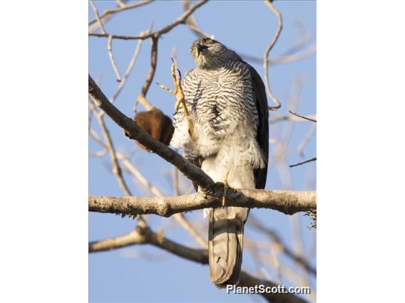 Madagascar Sparrowhawk (Accipiter madagascariensis)