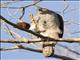 Madagascar Sparrowhawk (Accipiter madagascariensis)