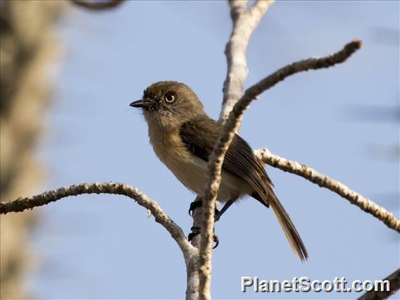 Archbold's Newtonia (Newtonia archboldi)